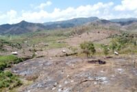 Potret hutan di wilayah Desa Saneo, Kabupaten Dompu. Alih fungsi hutan menjadi pertanian jagung, mengalami peningkatan beberapa dekade terakhir oleh suku Mbojo yang mendiami Bima maupun Dompu. Foto: Fudin/LPW NTB