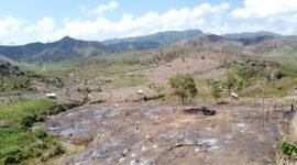 Potret hutan di wilayah Desa Saneo, Kabupaten Dompu. Alih fungsi hutan menjadi pertanian jagung, mengalami peningkatan beberapa dekade terakhir oleh suku Mbojo yang mendiami Bima maupun Dompu. Foto: Fudin/LPW NTB