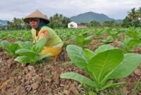 Ilustrasi: Industri Mikro dan Kecil NTB, Tembakau dan Perempuan Mendominasi Penyerapan Tenaga Kerja
